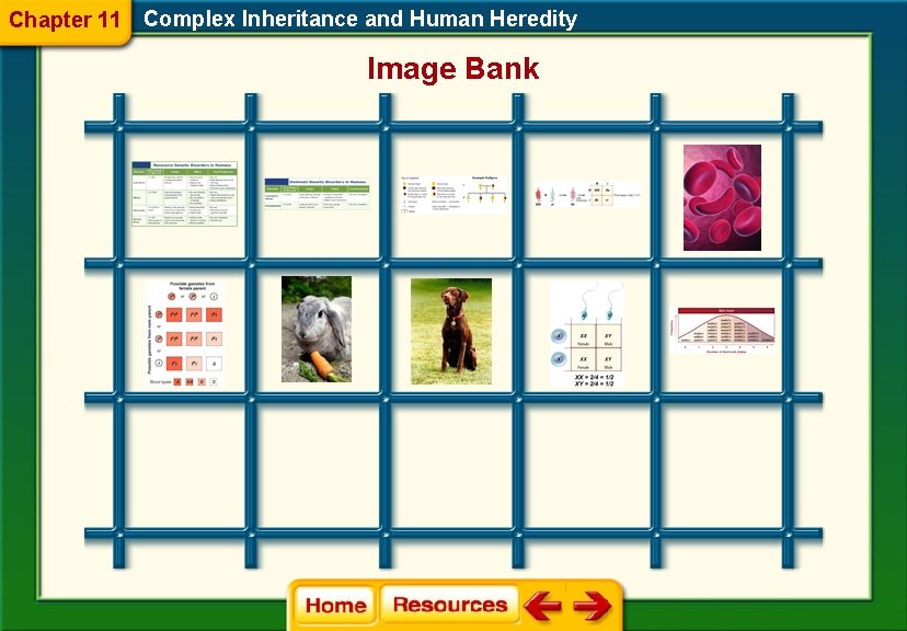 Chapter 11 Complex Inheritance and Human Heredity Image Bank Chapter 11 Complex Inheritance and Human Heredity Image Bank