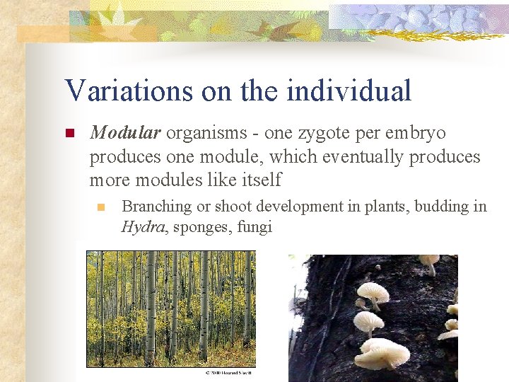 Variations on the individual n Modular organisms - one zygote per embryo produces one