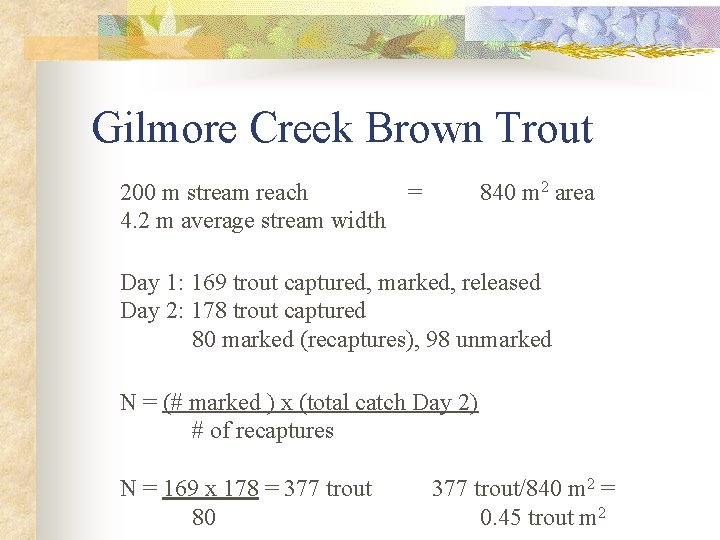 Gilmore Creek Brown Trout 200 m stream reach = 4. 2 m average stream