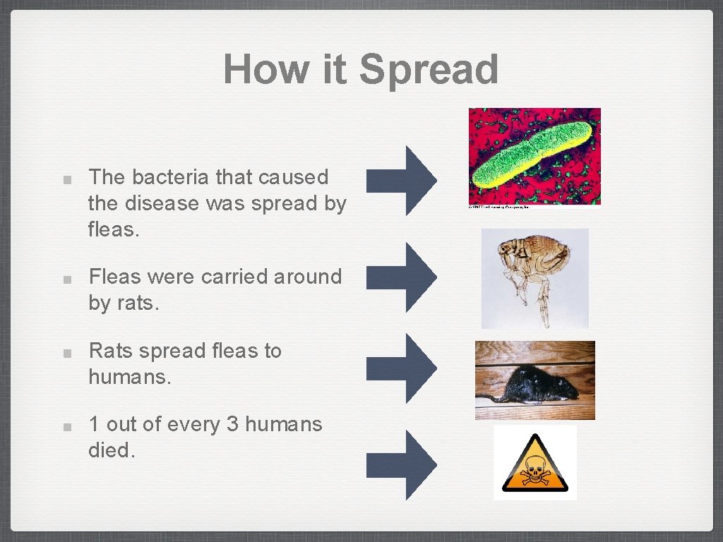 How it Spread The bacteria that caused the disease was spread by fleas. Fleas