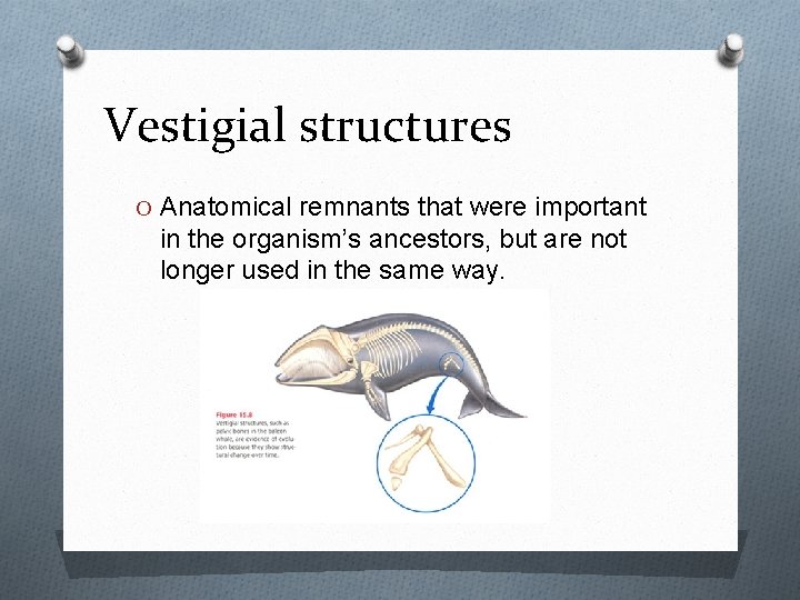 Vestigial structures O Anatomical remnants that were important in the organism’s ancestors, but are