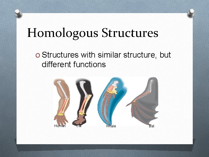 Homologous Structures O Structures with similar structure, but different functions Human Cat Whale Bat