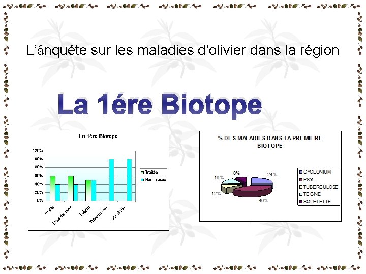 L’ânquéte sur les maladies d’olivier dans la région La 1ére Biotope L’ânquéte sur les maladies d’olivier dans la région La 1ére Biotope