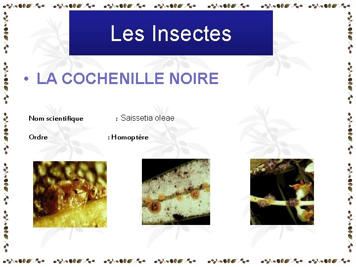 Les Insectes • LA COCHENILLE NOIRE Nom scientifique Ordre : Saissetia oleae : Homoptère Les Insectes • LA COCHENILLE NOIRE Nom scientifique Ordre : Saissetia oleae : Homoptère