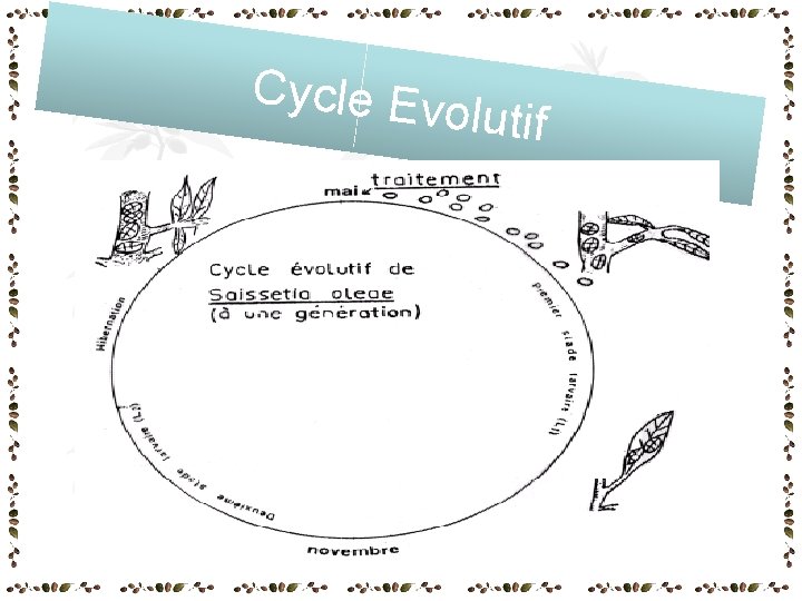 Cycle Ev olutif Cycle Ev olutif