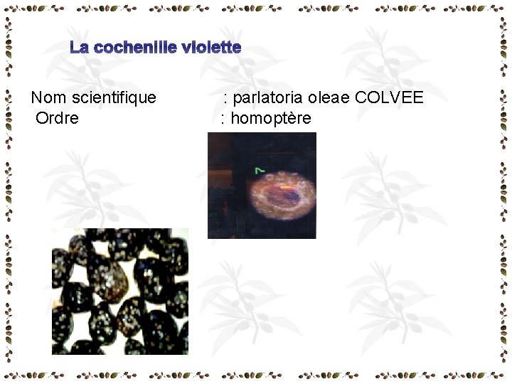La cochenille violette Nom scientifique : parlatoria oleae COLVEE Ordre : homoptère La cochenille violette Nom scientifique : parlatoria oleae COLVEE Ordre : homoptère