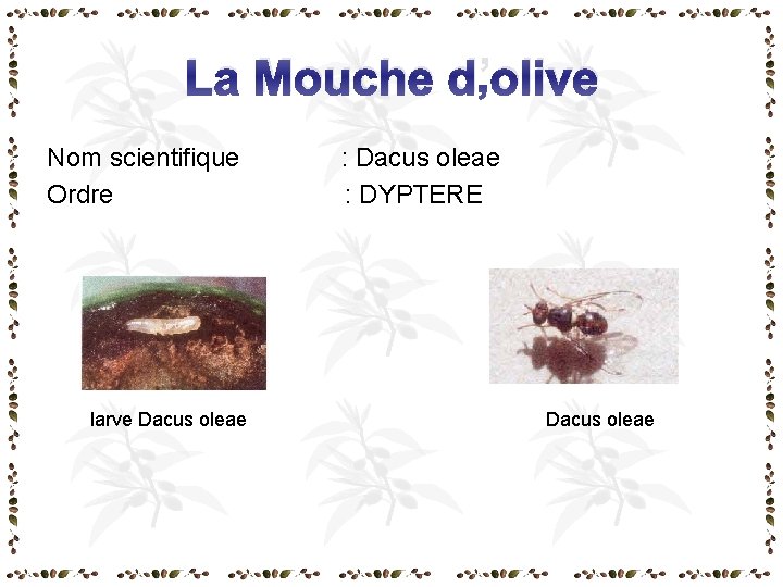 La Mouche d’olive Nom scientifique : Dacus oleae Ordre : DYPTERE larve Dacus oleae La Mouche d’olive Nom scientifique : Dacus oleae Ordre : DYPTERE larve Dacus oleae