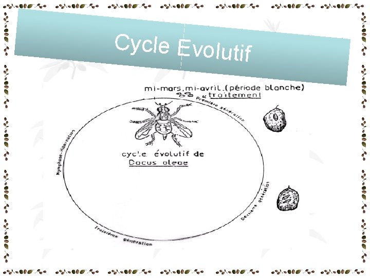 Cycle Evolut if Cycle Evolut if