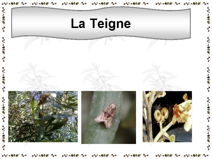 La Teigne La Teigne