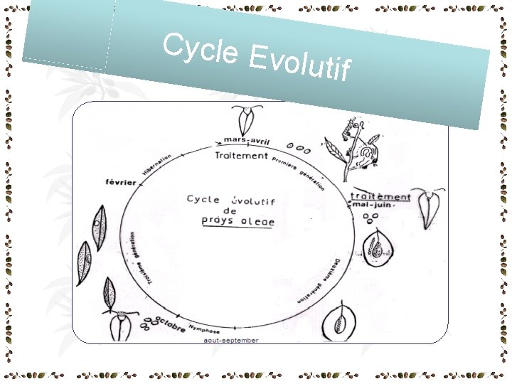 Cycle E volutif Cycle E volutif