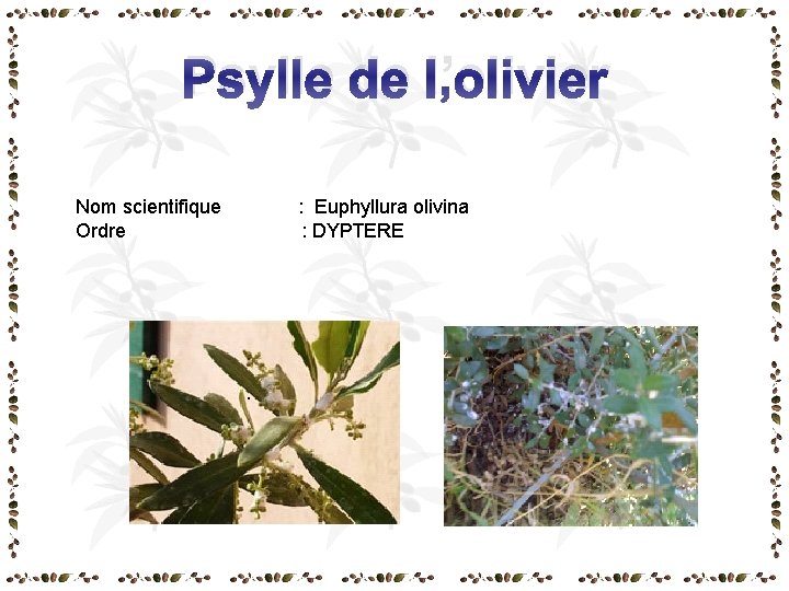 Psylle de l’olivier Nom scientifique : Euphyllura olivina Ordre : DYPTERE Psylle de l’olivier Nom scientifique : Euphyllura olivina Ordre : DYPTERE
