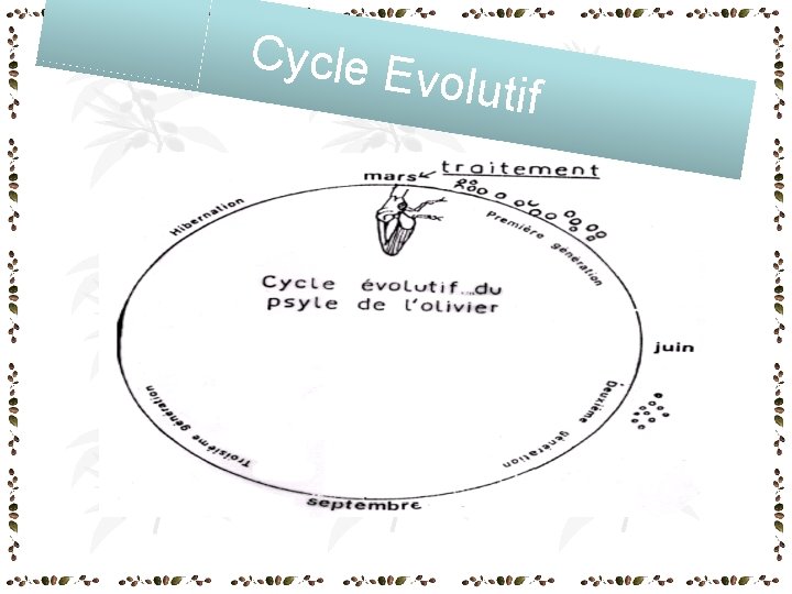Cycle E volutif Cycle E volutif