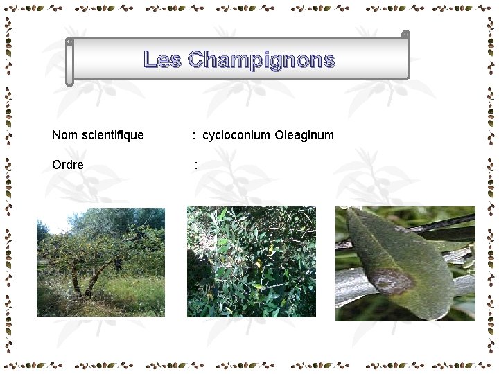 Les Champignons Nom scientifique : cycloconium Oleaginum Ordre : Les Champignons Nom scientifique : cycloconium Oleaginum Ordre :