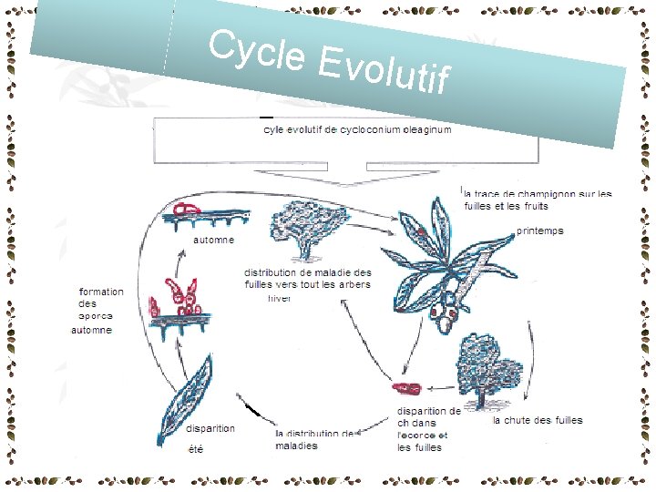 Cycle E volutif Cycle E volutif