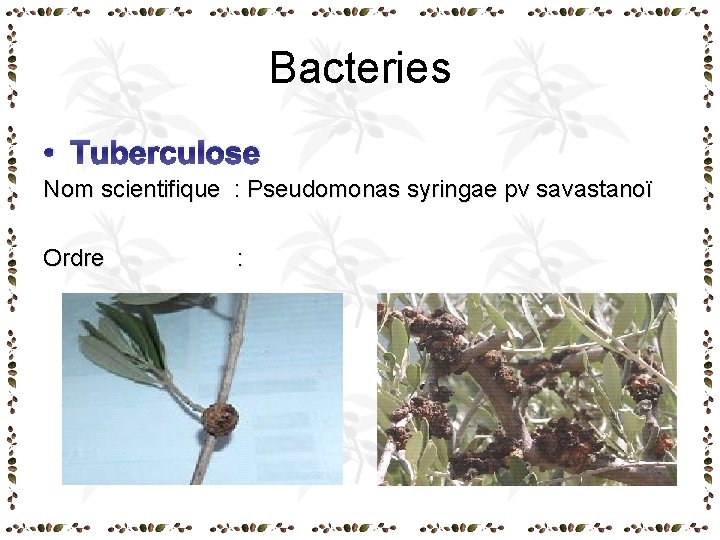 Bacteries • Tuberculose Nom scientifique : Pseudomonas syringae pv savastanoï Ordre : Bacteries • Tuberculose Nom scientifique : Pseudomonas syringae pv savastanoï Ordre :