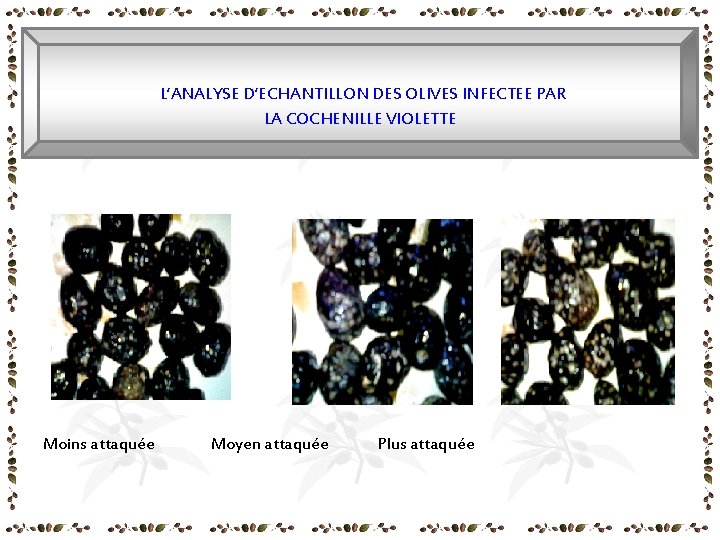 L’ANALYSE D’ECHANTILLON DES OLIVES INFECTEE PAR LA COCHENILLE VIOLETTE Moins attaquée Moyen attaquée Plus L’ANALYSE D’ECHANTILLON DES OLIVES INFECTEE PAR LA COCHENILLE VIOLETTE Moins attaquée Moyen attaquée Plus