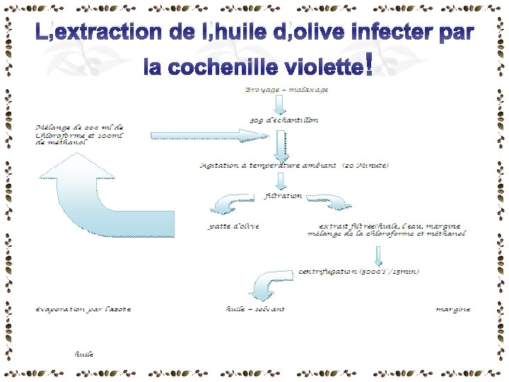 L’extraction de l’huile d’olive infecter par la cochenille violette L’extraction de l’huile d’olive infecter par la cochenille violette