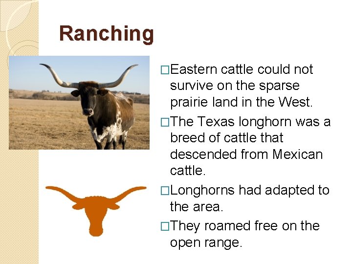 Ranching �Eastern cattle could not survive on the sparse prairie land in the West.