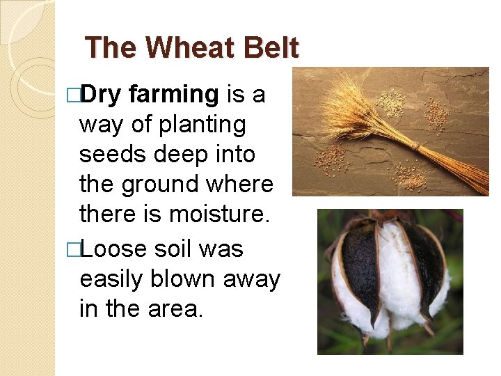 The Wheat Belt �Dry farming is a way of planting seeds deep into the