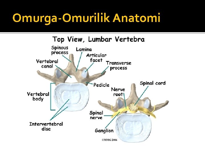 Omurga-Omurilik Anatomi 