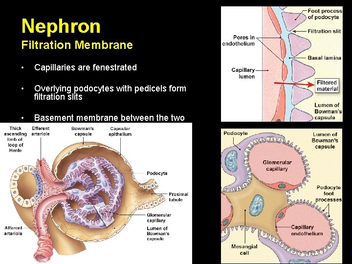 Nephron Filtration Membrane • Capillaries are fenestrated • Overlying podocytes with pedicels form filtration