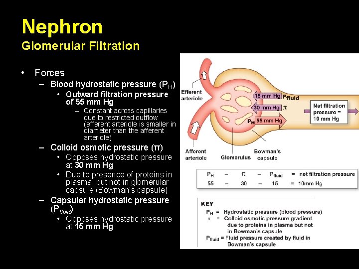 Nephron Glomerular Filtration • Forces – Blood hydrostatic pressure (PH) • Outward filtration pressure