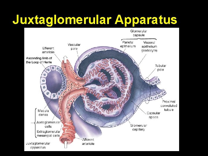 Juxtaglomerular Apparatus 