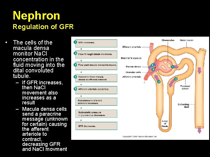 Nephron Regulation of GFR • The cells of the macula densa monitor Na. Cl