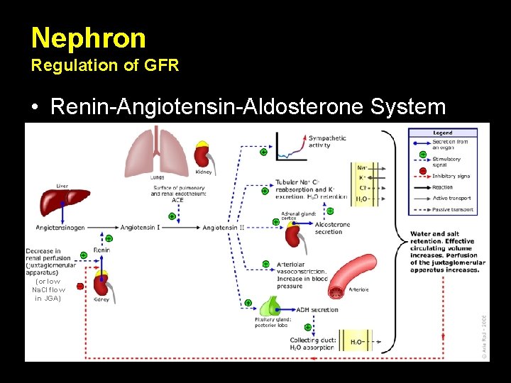 Nephron Regulation of GFR • Renin-Angiotensin-Aldosterone System (or low Na. Cl flow in JGA)