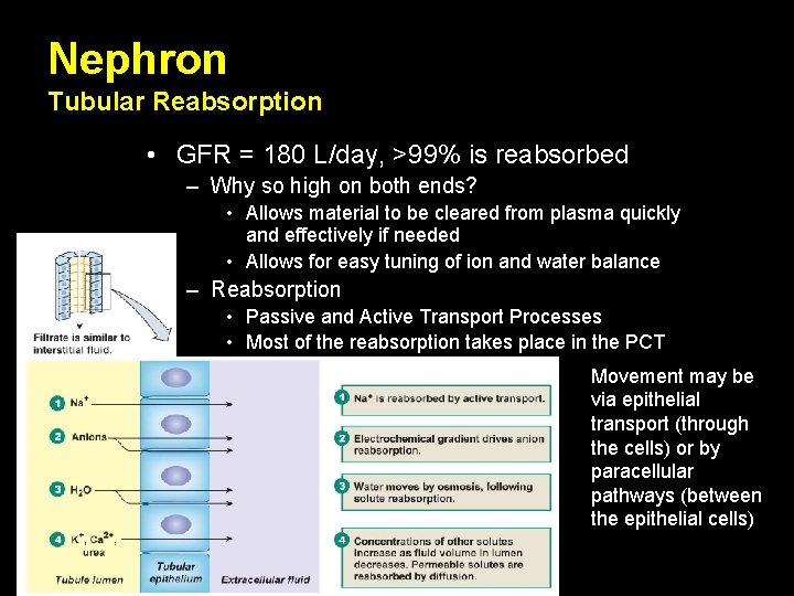 Nephron Tubular Reabsorption • GFR = 180 L/day, >99% is reabsorbed – Why so