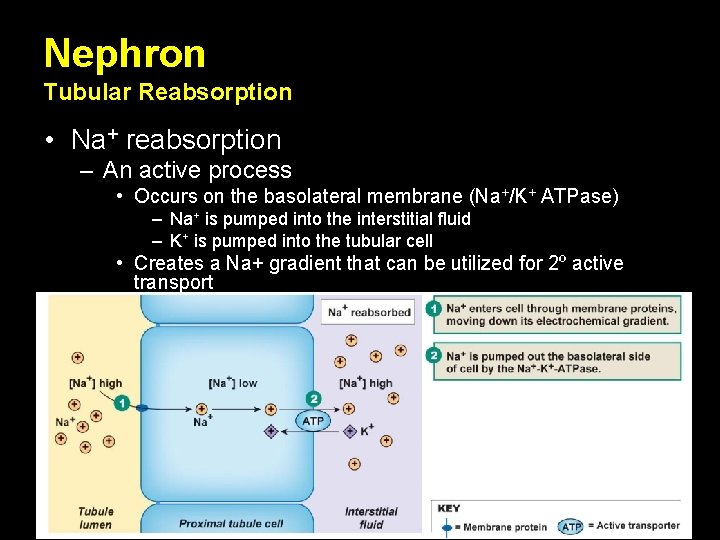 Nephron Tubular Reabsorption • Na+ reabsorption – An active process • Occurs on the