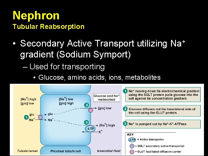 Nephron Tubular Reabsorption • Secondary Active Transport utilizing Na+ gradient (Sodium Symport) – Used