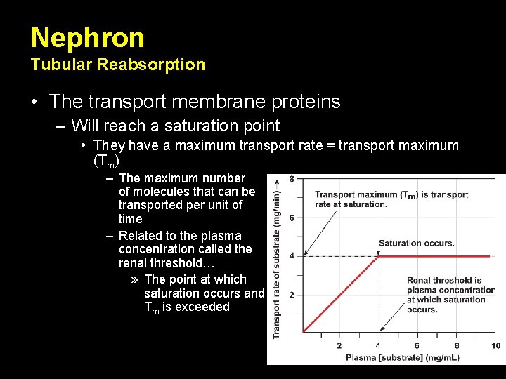 Nephron Tubular Reabsorption • The transport membrane proteins – Will reach a saturation point