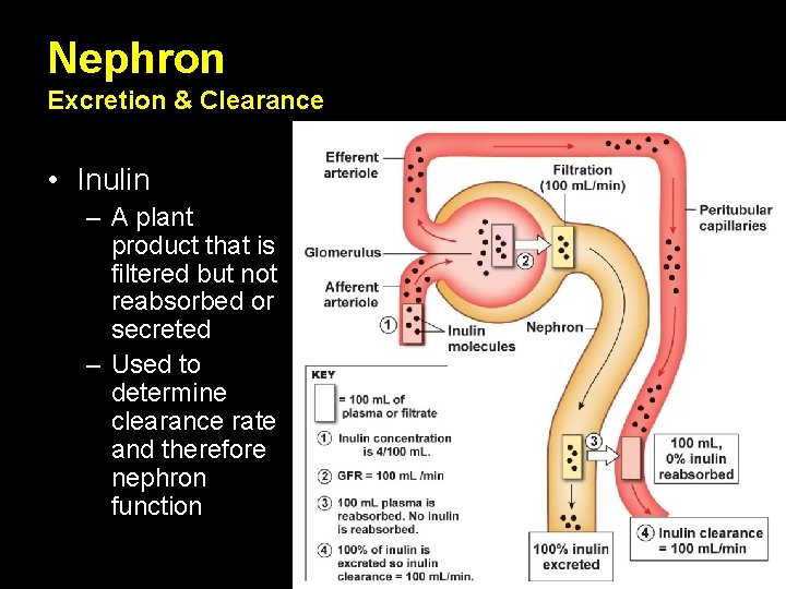 Nephron Excretion & Clearance • Inulin – A plant product that is filtered but