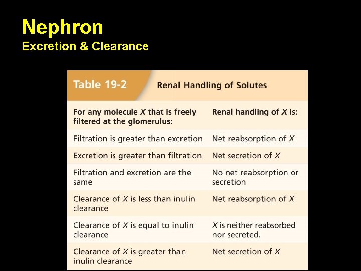 Nephron Excretion & Clearance 