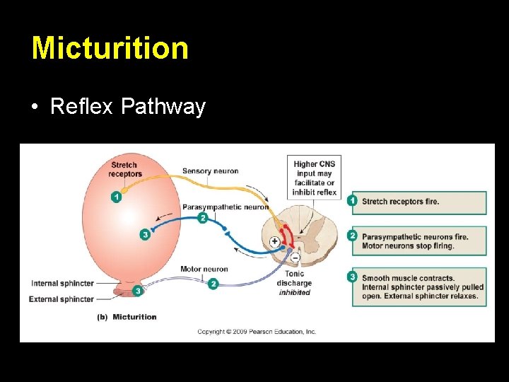 Micturition • Reflex Pathway 