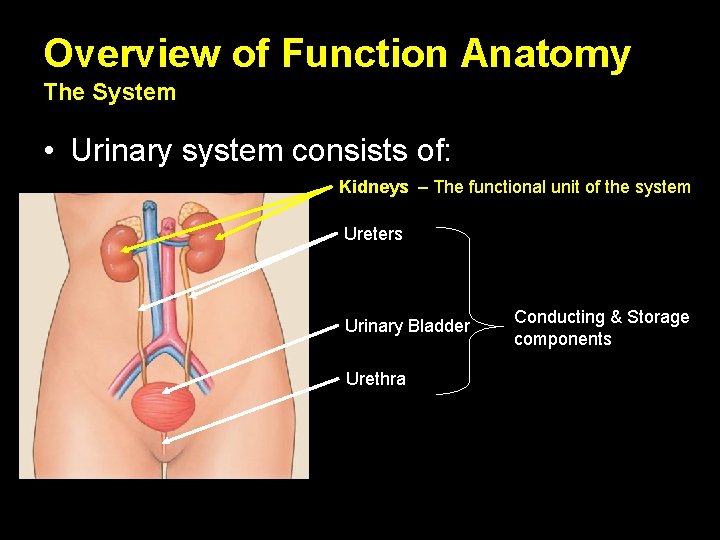 Overview of Function Anatomy The System • Urinary system consists of: Kidneys – The