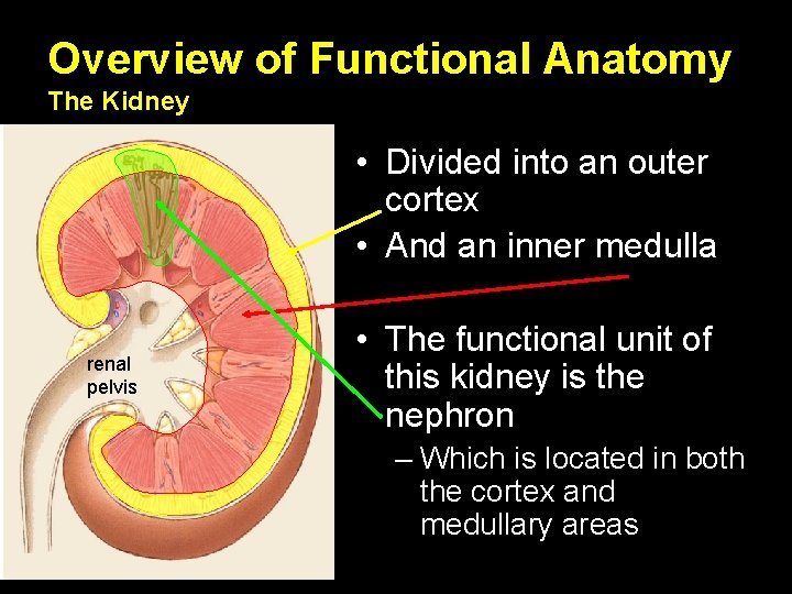 Overview of Functional Anatomy The Kidney • Divided into an outer cortex • And