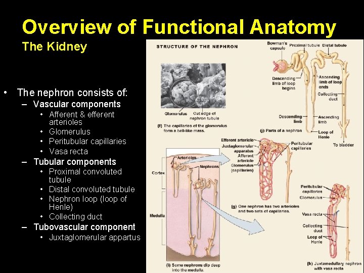 Overview of Functional Anatomy The Kidney • The nephron consists of: – Vascular components