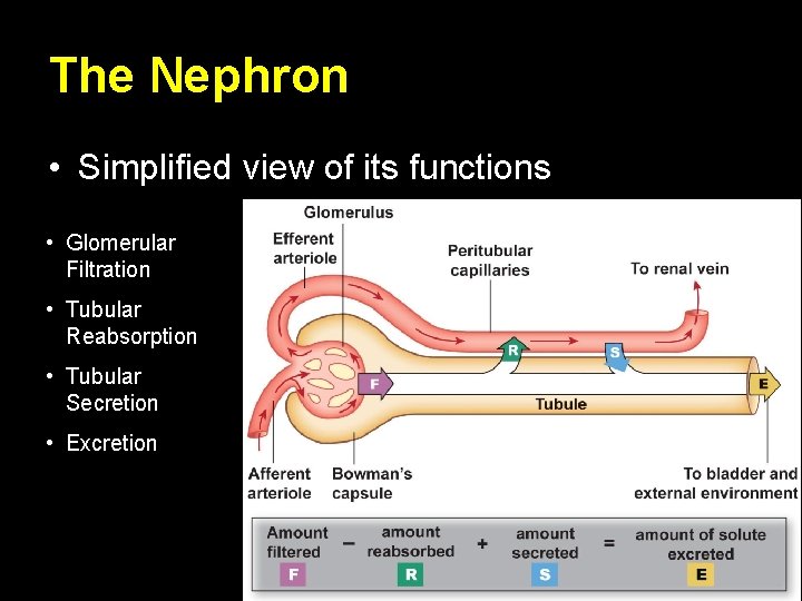 The Nephron • Simplified view of its functions • Glomerular Filtration • Tubular Reabsorption