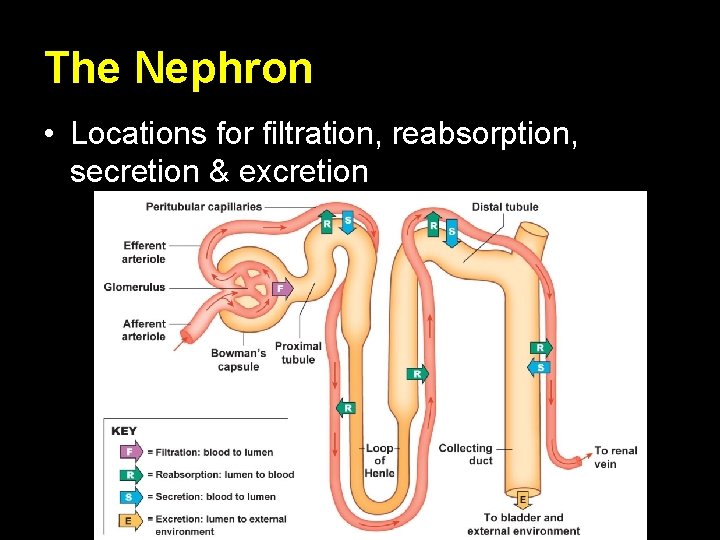 The Nephron • Locations for filtration, reabsorption, secretion & excretion 