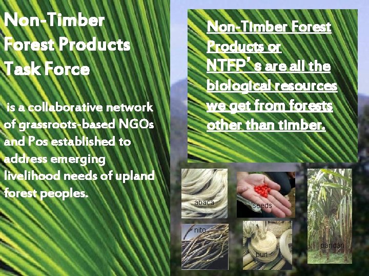 Non-Timber Forest Products Task Force is a collaborative network of grassroots-based NGOs and Pos Non-Timber Forest Products Task Force is a collaborative network of grassroots-based NGOs and Pos