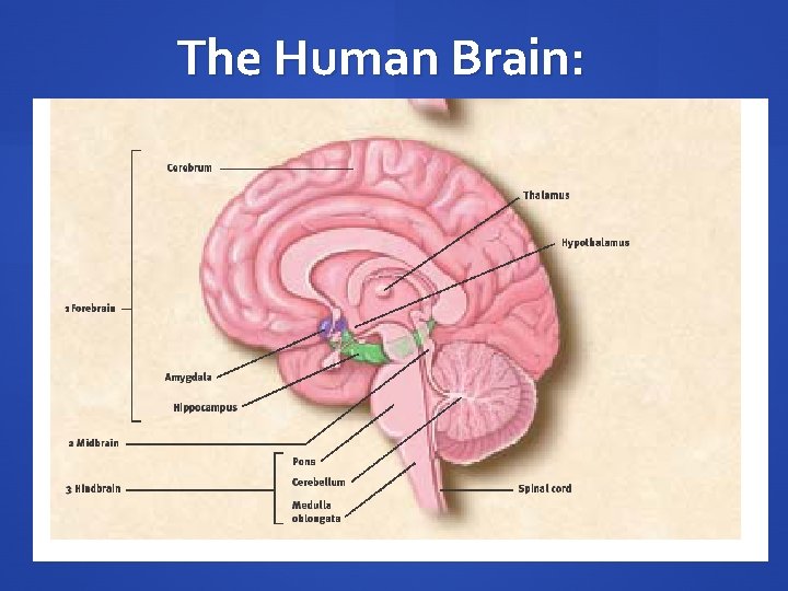 The Human Brain: 