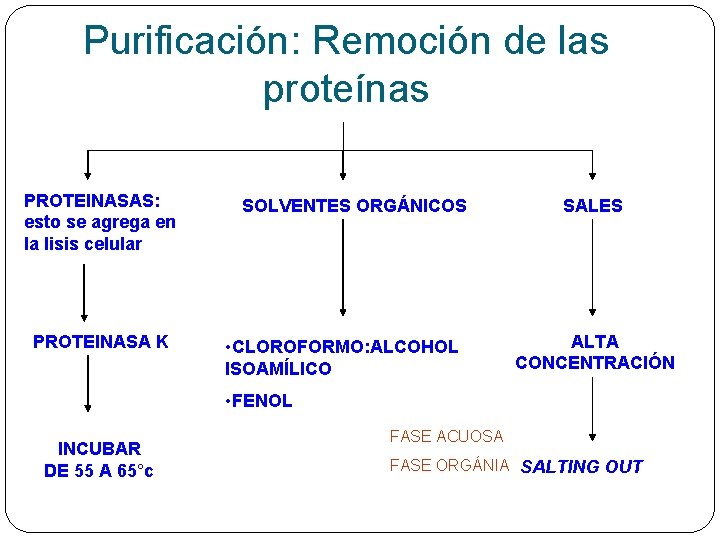 Purificación: Remoción de las proteínas PROTEINASAS: esto se agrega en la lisis celular PROTEINASA