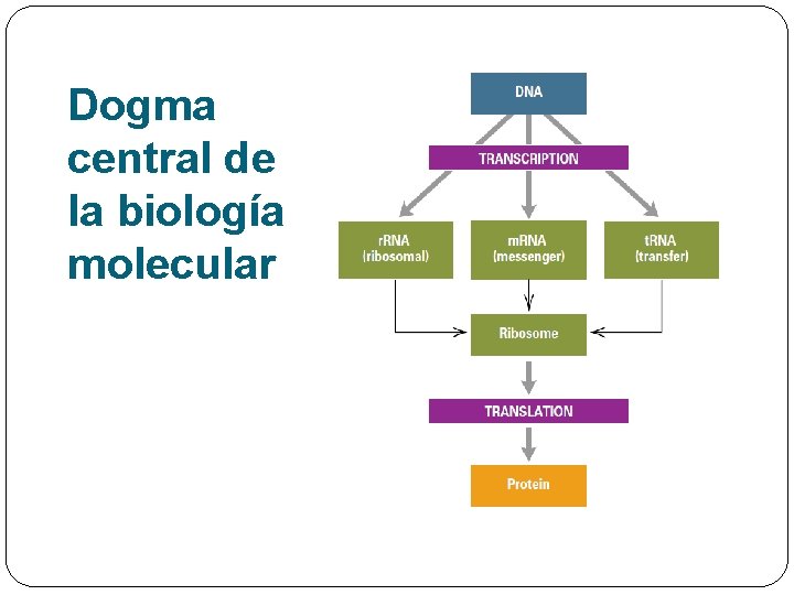 Dogma central de la biología molecular 