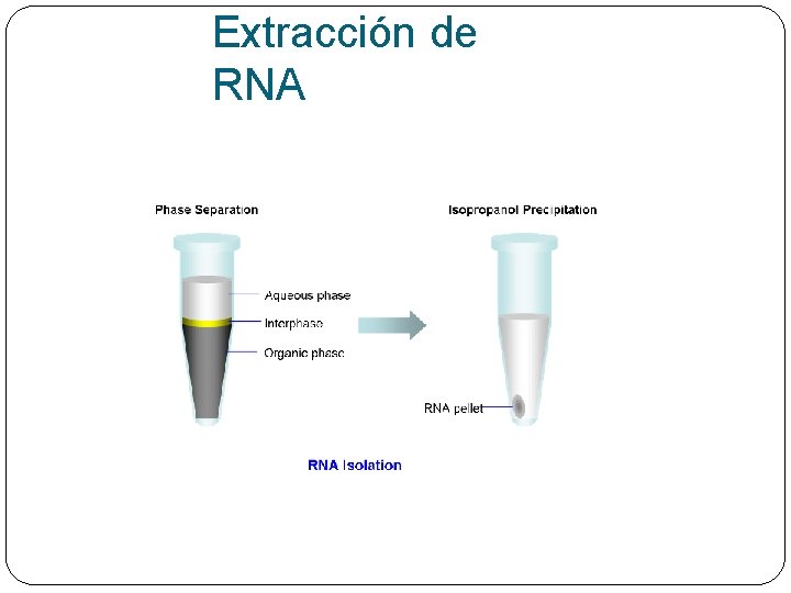 Extracción de RNA 