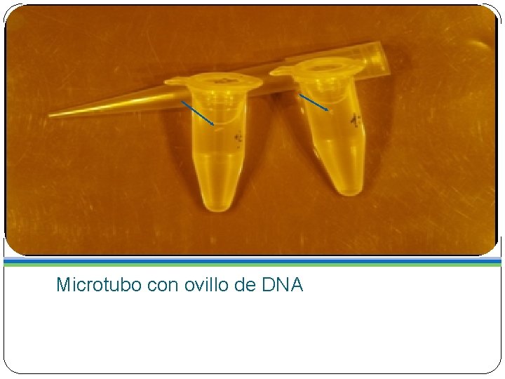 Microtubo con ovillo de DNA 