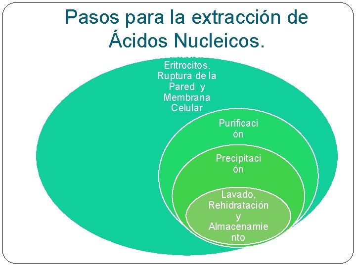 Pasos para la extracción de Ácidos Nucleicos. Eliminación de Eritrocitos. Ruptura de la Pared