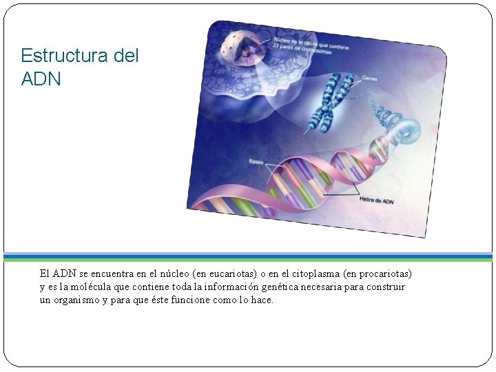 Estructura del ADN El ADN se encuentra en el núcleo (en eucariotas) o en