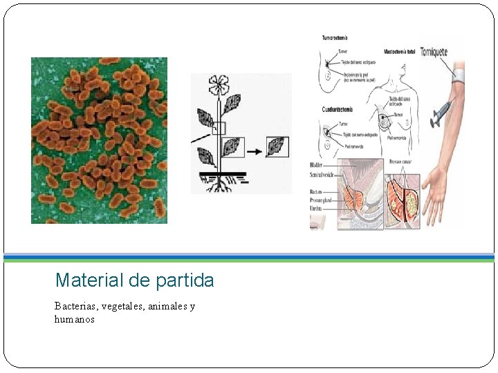 Material de partida Bacterias, vegetales, animales y humanos 